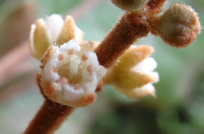 Storthocalyx sordidus, Callmander, M 1230--New Caledonia. Haute Robinson. 11 Nov. 2015. DSC00909 (81).JPG