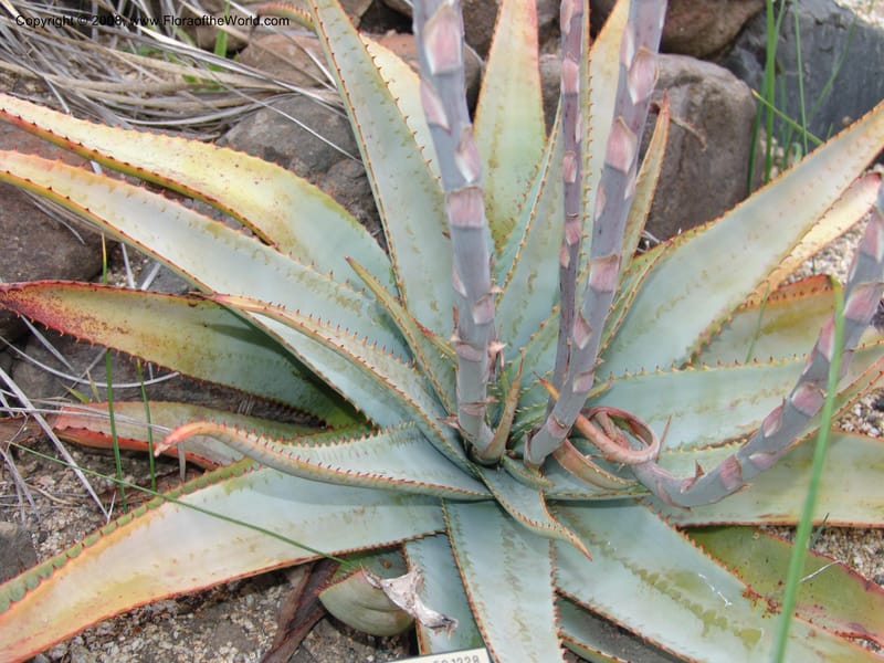 Aloe suprafoliata, 50.1228--CA. UC Berkeley Bot. Garden. 8 Dec 06. 083.jpg