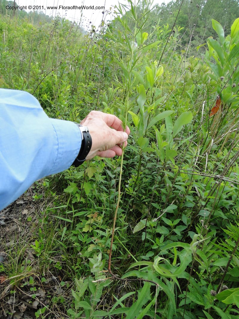 Lysimachia loomisii, Mori, S 27420, USA, No.Carolina, Jones County, 10.5 miles from junction with Hwy 58, E of Maysville, 23 May 2010 (3).JPG