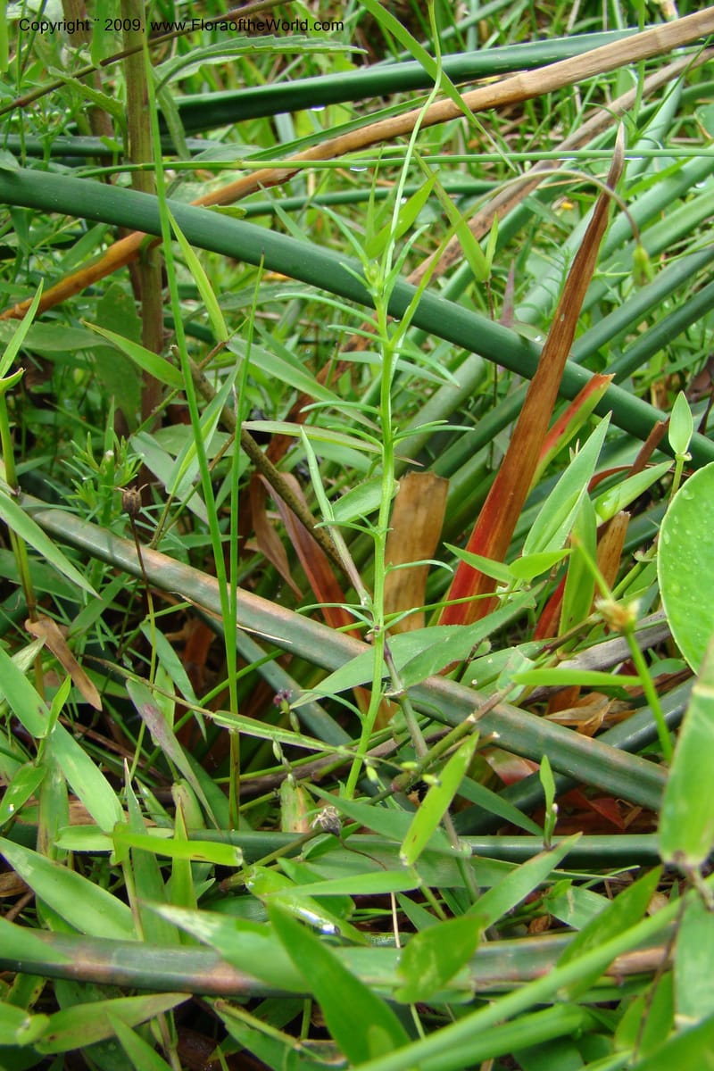 Monopsis scabra, Z. Rogers 1333--South Africa. Umtamvuna N. R. 26 Jan 09. 163.jpg