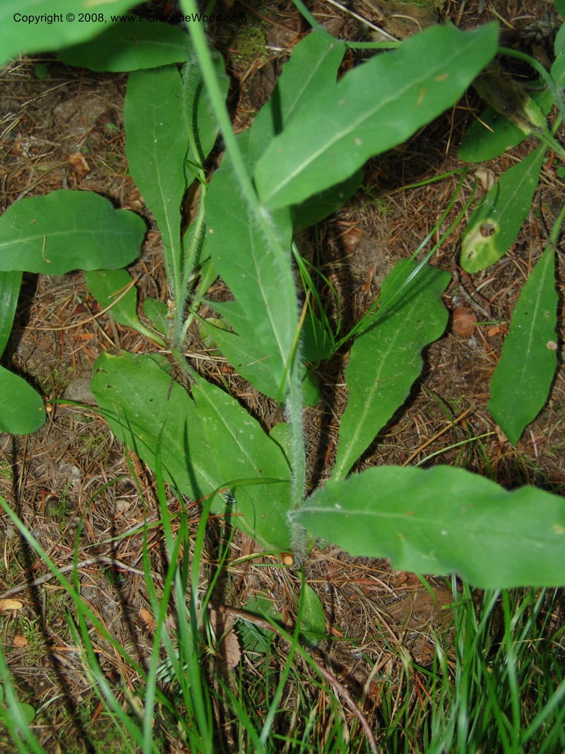 Hieracium albiflorum--ID. Valley Co. Payette Lake. Sylvan Beach. 17 Jul 05. 078.jpg