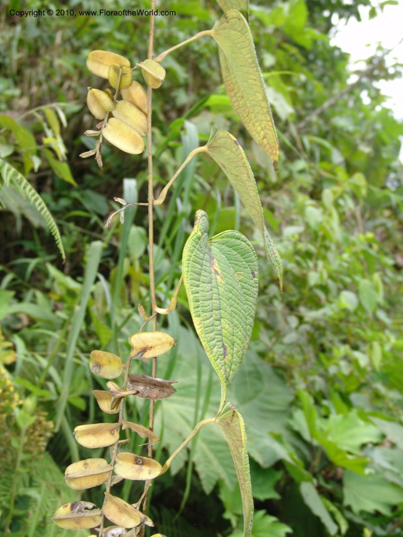 Dioscorea, Croat 96235--Ecuador. Prov. Pichincha. La Union-Chiriboga-Quito. 22 Mar 06. 205 (4).jpg
