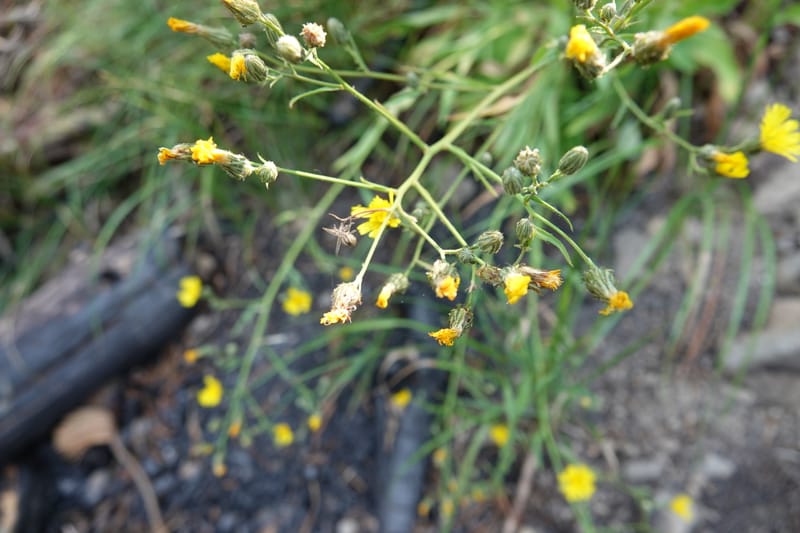 Hieracium scouleri, C. Davidson 13893--ID. Fremont Co. Fish Cr. Rd. Stop 2. 1 Aug 2018. DSC08790 (20).JPG