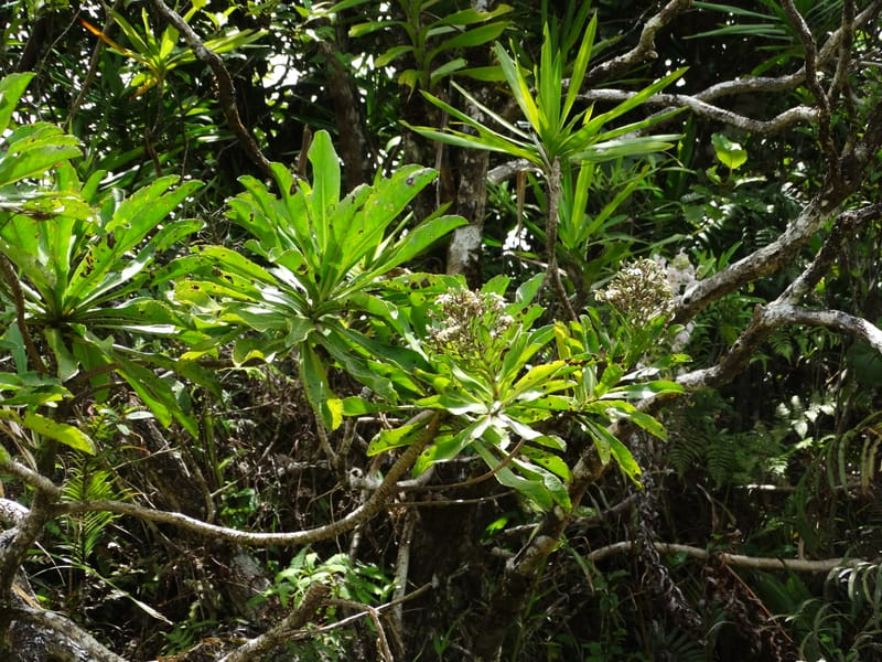 Scaevola floribunda, Lowry, P 7328--Fiji. Delaikoro Mtn. 3 Nov 2015. DSC08393 (183).JPG