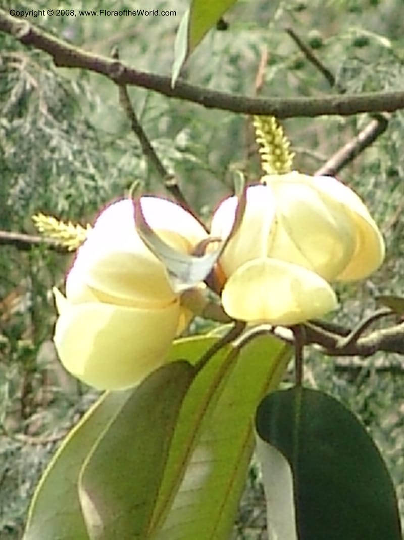 Michelia foveolata, 050883802--China. Hubei. Wuhan Botanical Garden. 24 Apr 07. 187.jpg