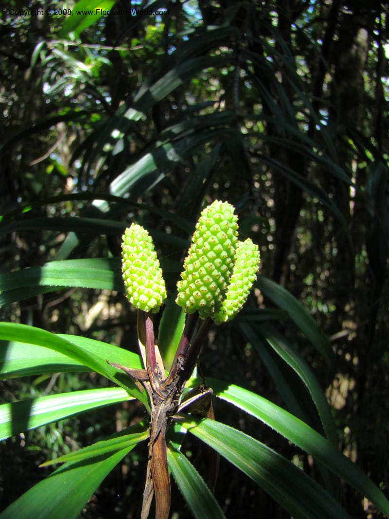 Freycinetia, JMunzinger4900--New Caled. Parc Prov. Riviere Bleue. 22 Nov 07. 027.jpg