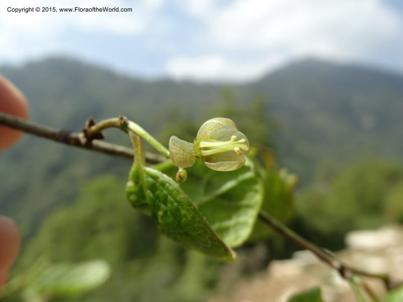 Sabia, Boufford, D 43677--China. Sichuan. GuoBaYan, HanBaiYu Shan. 12 May 2014. DSC05373 (44).JPG