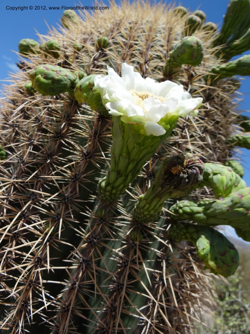 Carnegiea gigantea, Davidson, C 11933--AZ. Yavapai Co. Crown King Rd. 7 May 2012. DSC0894 1 (267).JPG