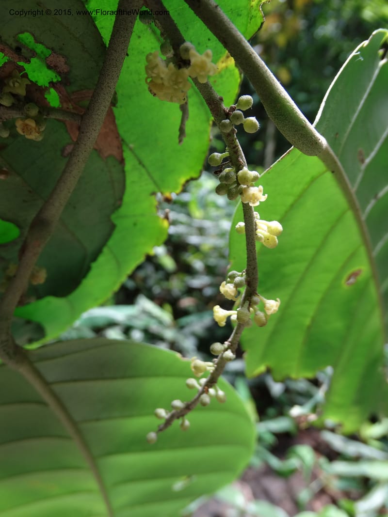 Octoknema, Davidson, C 12386--Cameroon. Bakengili Trail, Mt. Cameroon. 24 Mar 2014. DSC03587 (243).JPG