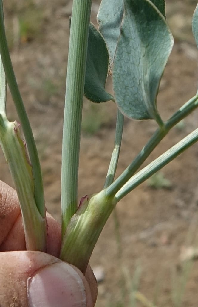 Lomatium nudicaule, C. Davidson 13561--ID. Blaine Co. Rock Creek Preserve. TNC. 14 May 2017. DSC00477 (73).JPG