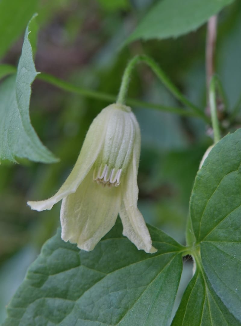 Clematis--Japan. Niigata. Miyoko-Togakushi N. P. Tsubame. 25 May 2016. DSC04209 (138).JPG