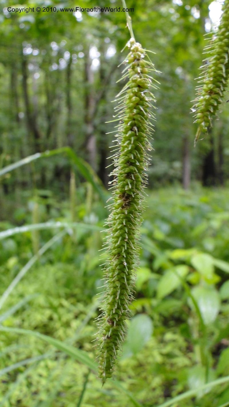 Carex, Mori 27442--North Carolina. Wake Co. Falls Lake. 25 May 2010. 078 (41).jpg