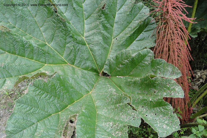 Gunnera brephogea, Ulloa 2180--Ecuador. Pichincha. Reserva Yanacocha. 11 Jun 2011. 311 (6).jpg