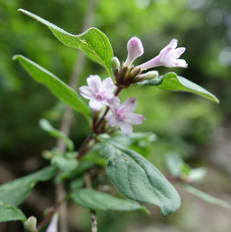 Leptodermis pilosa var. pilosa, C. Davidson 13764--China. Sichuan. Yibailingba-gou. 12 Aug 2017. DSC04660 (281).JPG