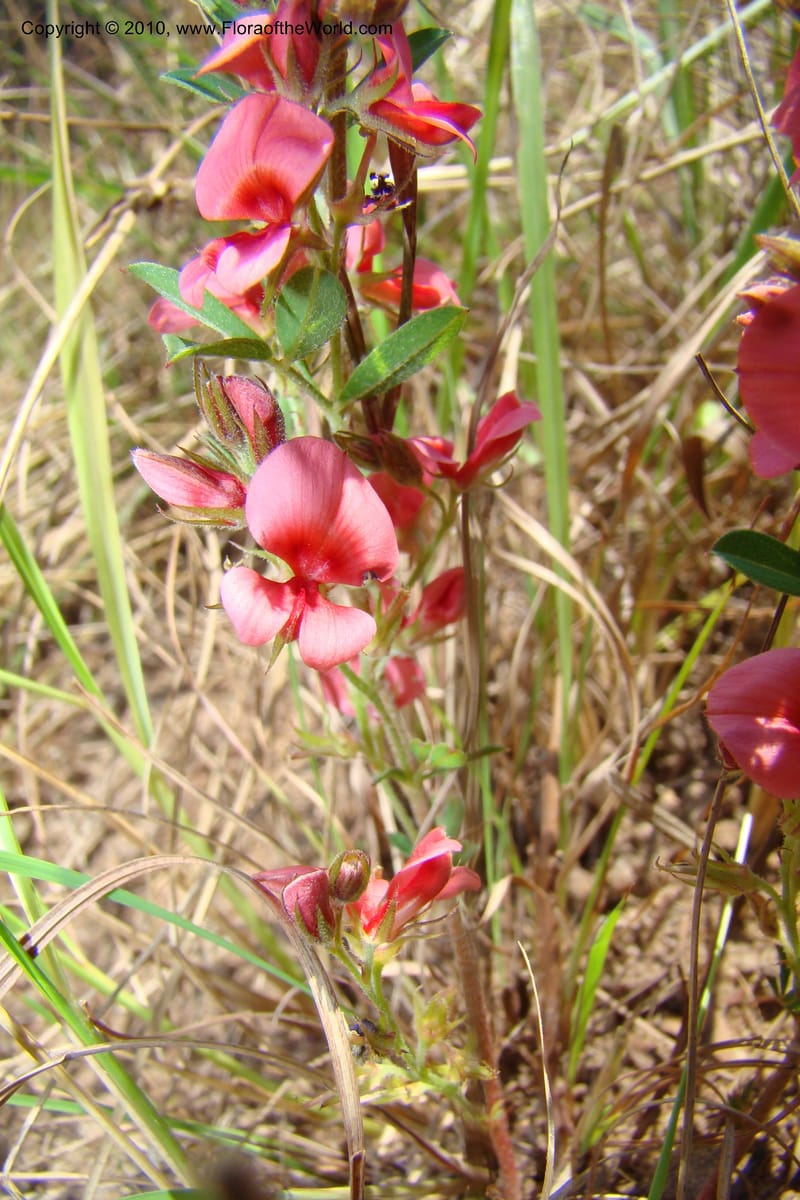 Indigofera setosa, D. Styles xx--South Africa. KwaZulu-Natal. Kloof Gorge, Durban. 29 Aug 09. 070 (11).jpg