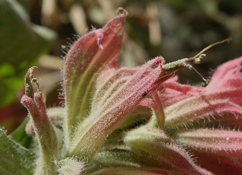Castilleja miniata, C. Davidson 13730--ID. Boise Co. Robie Creek Rd. 21 July 2017. DSC03548 (57).JPG