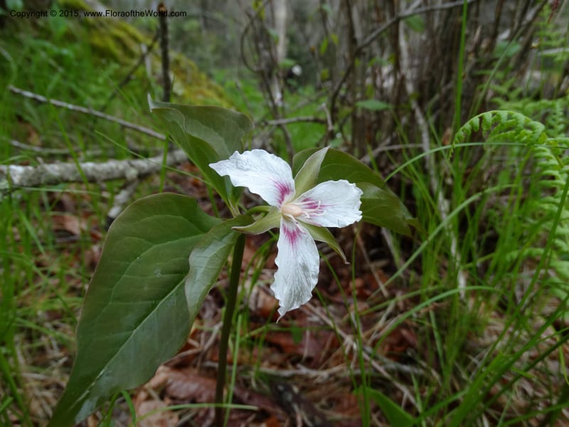 Trillium undulatum, Davidson, C 12959--North Carolina. Trans. Co. Devil's Courthouse View. 12 May 2015. DSC04151 (73).JPG