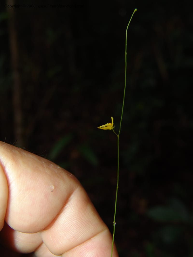 Utricularia subulata, GWalters1646--Gabon. Prv. Estuaire. Mondah For. 16 Apr 06. 087.jpg