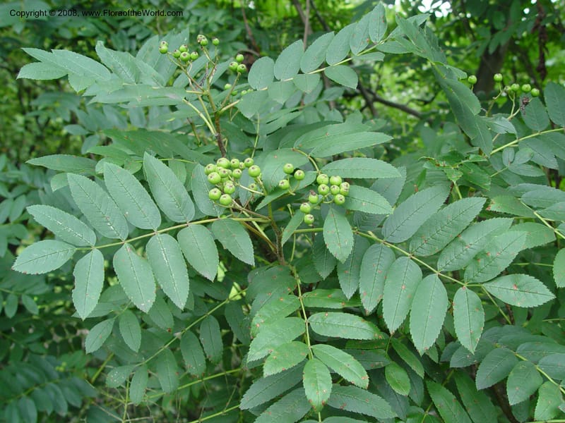 Sorbus scopulina, 328-86-B--MA. Arnold Arboretum. 30 June 03. 015.jpg