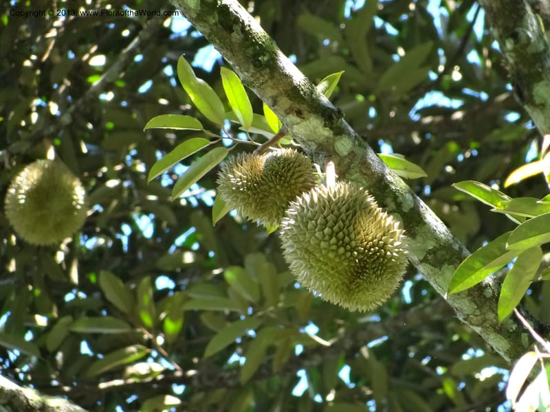 Durio zibethinus, not coll.--Thailand. Surat Thani Prov. Khlong Phanom Nat. Park. 15 Nov 2012. (274).JPG