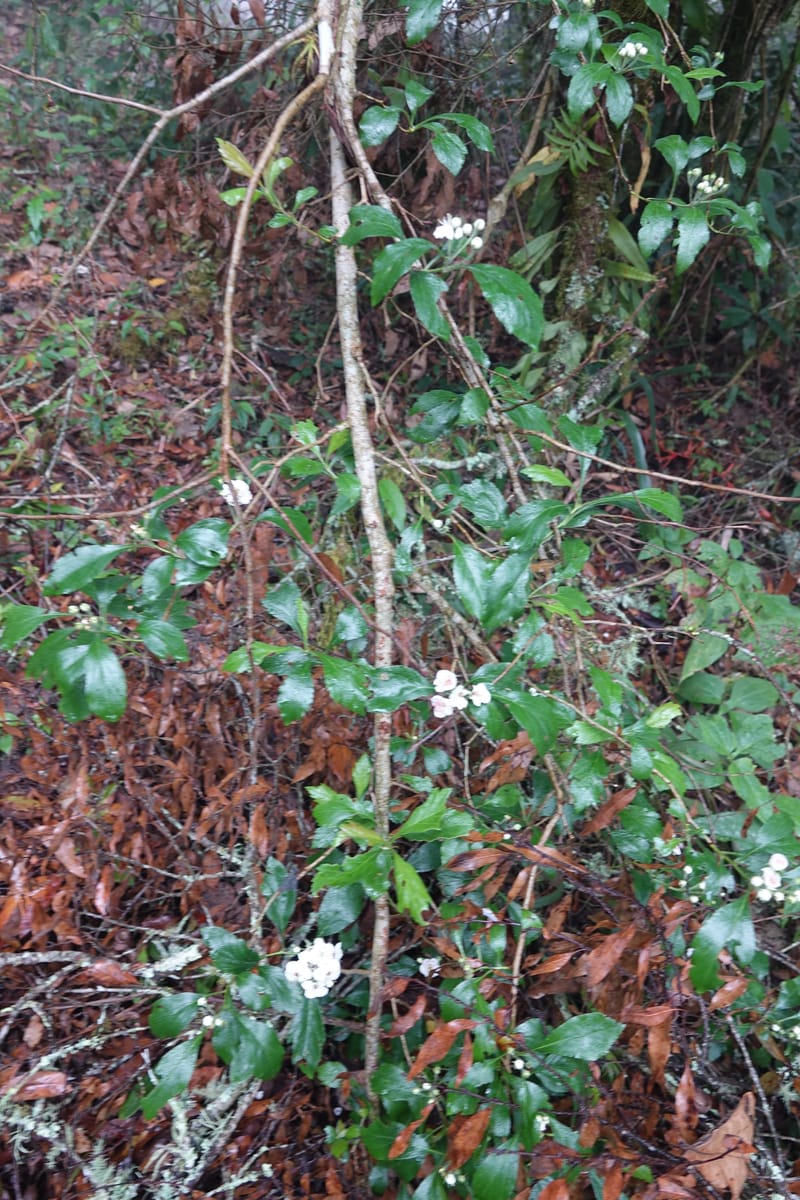 Crataegus mexicana, Gomez-Dominguez, H 3764--Mexico. Chiapas. Las Ollas between San Cristobal and Tenejapa. 16 Mar 2017. (26).JPG
