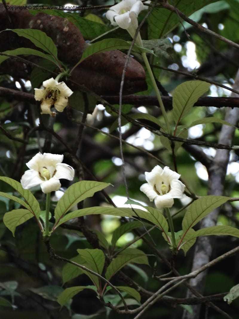 Euclinia longiflora, Davidson, C 12348--Cameroon. Ekondo Titi to Ekondo Nene. 21 Mar 2014. DSC02995 (28).JPG