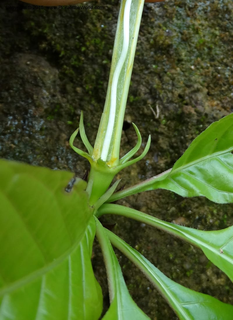Euclinia longiflora, Davidson, C 12348--Cameroon. Ekondo Titi to Ekondo Nene. 21 Mar 2014. DSC02995 (49).JPG