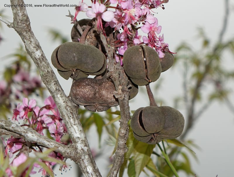Ungnadia speciosa, Davidson, C 13072--Texas. Galveston. 18 Mar 2016. DSC00038 (71).JPG