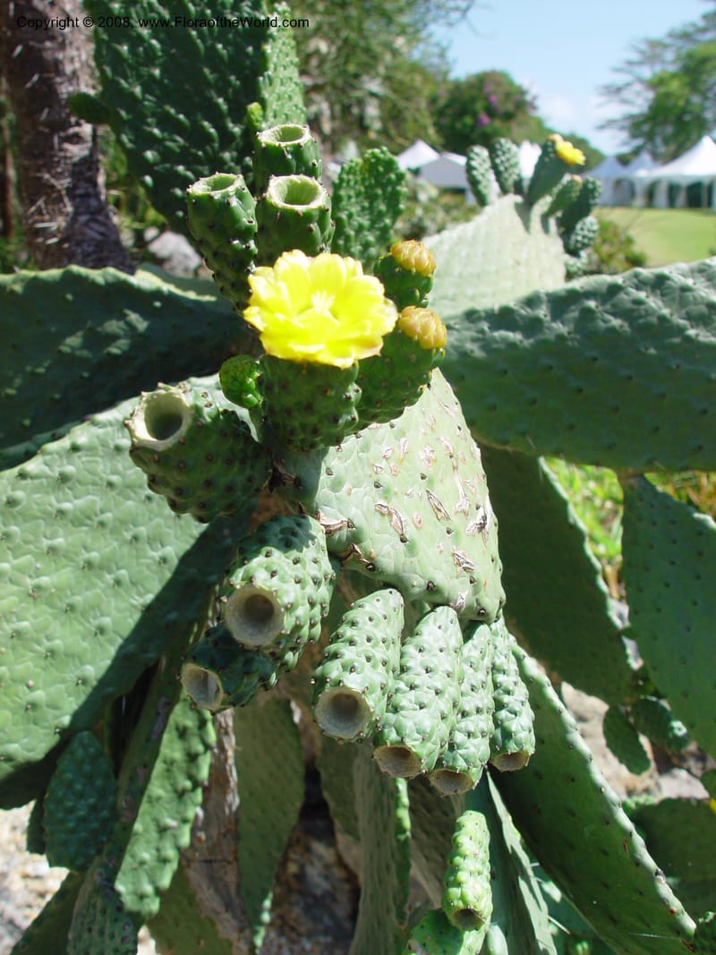 Opuntia moniliformis--FL. Fairchild Trop. Gard. 7 Apr 03. 071.jpg