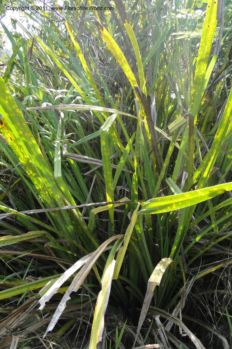 Pandanus urophyllus, Regalado 1955--Viet Nam. Forest Block 19. 15 May 2011. 019 (15).jpg