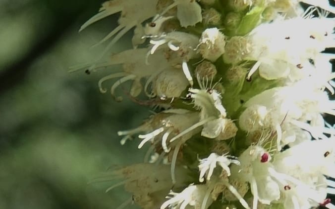 Elsholtzia fruticosa, C. Davidson 13758--China. Sichuan. Yibailingba-gou. 12 Aug 2017. DSC04660 (569).JPG