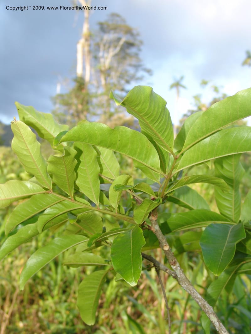 Zanthoxylum, DNeill15865--Ecuador. Zam. Ch. Rio Wawaime Val. 19 Sep 07. 065.jpg