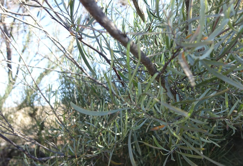 Grevillea endlicheriana, Davidson, C 13385--Australia. W.A. Hay Flat Rd. 22 Oct 2016. DSC03956 (10).JPG