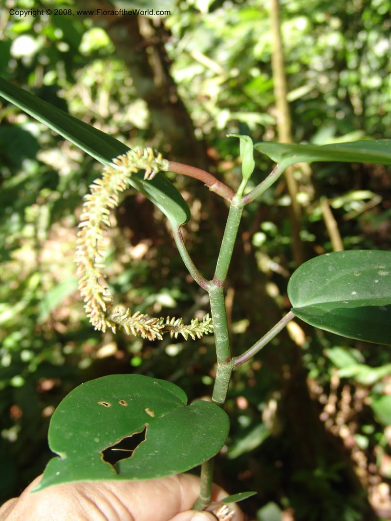 Pepeomia, AAraujoM1249--Bolivia. Pq. Nac. Madidi. Chalalan. Send. Anta. 30 Nov 04. 237.jpg