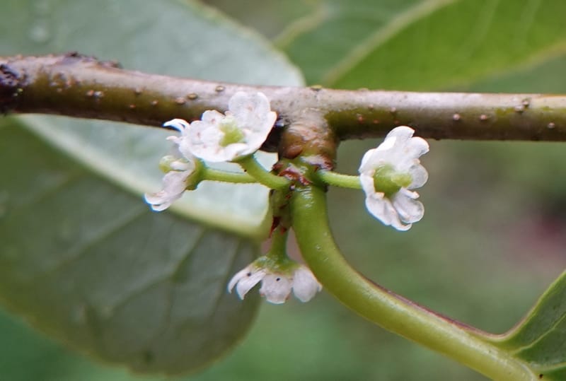 Ilex polyneura, D. Boufford 44125--China. Yunnan. Da Wei Shan. 2 May 2018. DSC01093 (329).JPG
