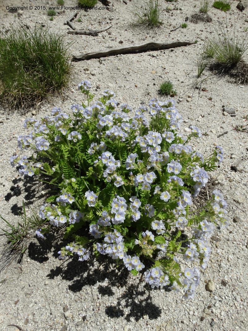 Polemonium pulcherrimum, Davidson, C 12552--Idaho. Valley Co. FS Rd. 431. 1 Jul 2014. DSC09329 (13).JPG