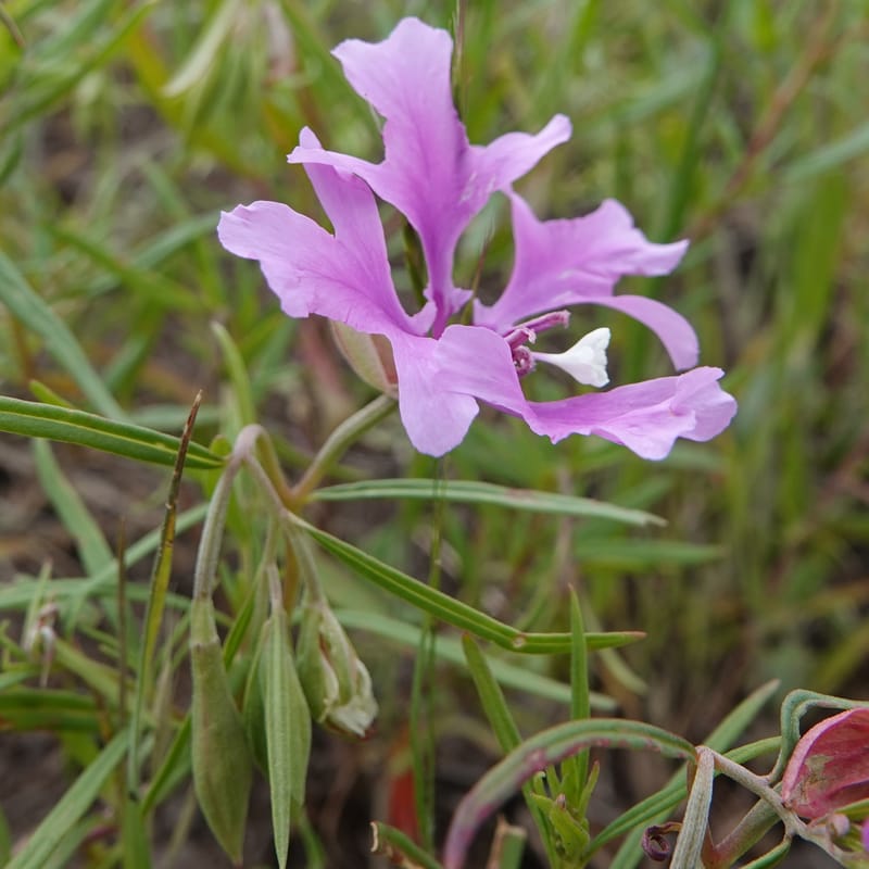 Clarkia pulchella, C. Davidson 13768--Oregon. Wallowa Co. Upper Camp Creek Canyon. 4 Jun 2018. DSC04733 (51).JPG