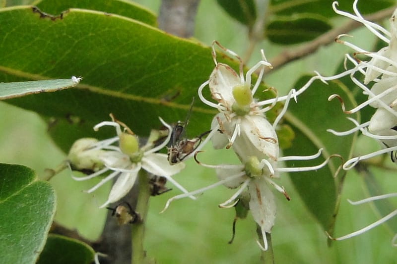 Copaifera langsdorfii, W. D. Stevens 31246--Paraguay. Edo. Concepcion. Esta. Garay Cue. 20 Mar 2011. 187 (14).jpg