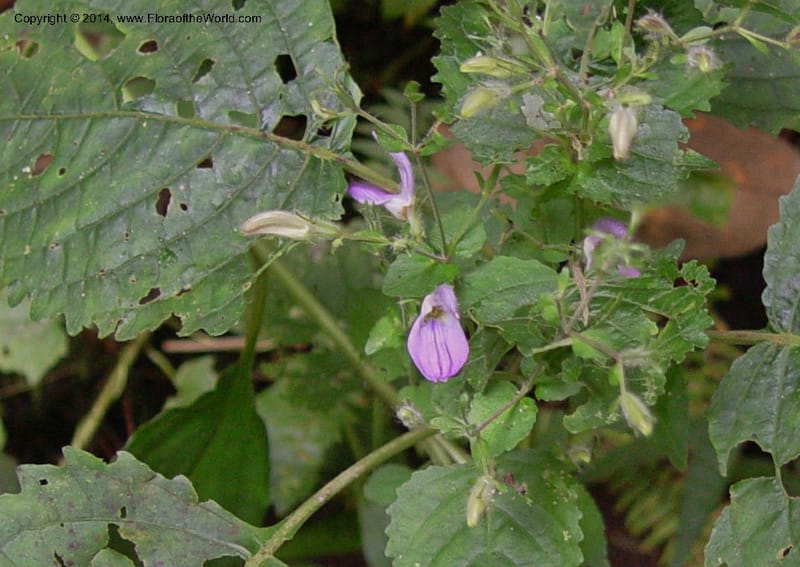 Brillantaisia owariensis--Cameroon. Mt. Cameroon. 5 Dec 03. 146a (5).jpg