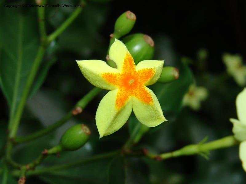 Mussaenda arcuata--So. Africa. Lowveld Nat. Bot. Gard. 14 Mch 05. 361.jpg
