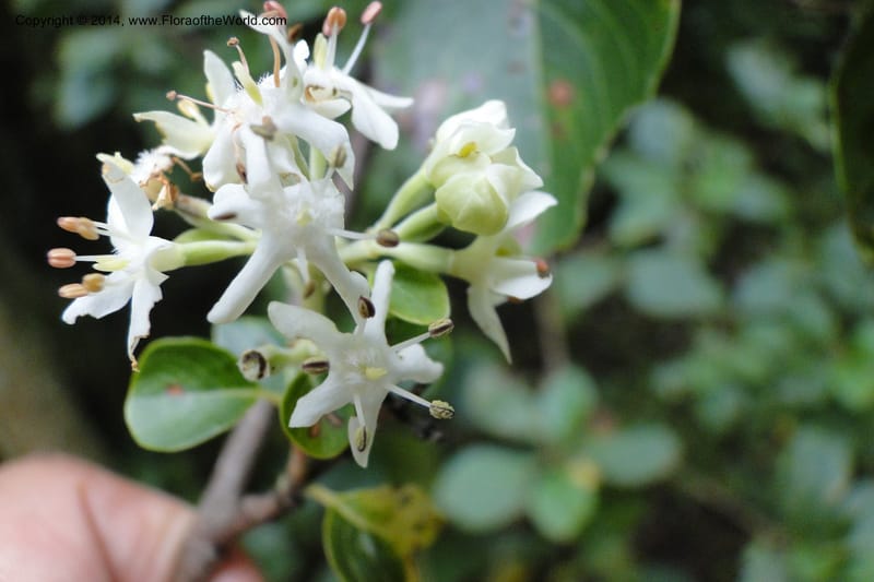 Calycophyllum multiflorum, W. D. Stevens 31189--Paraguay. Edo. Concepcion. Garay Cue. 19 Mar 2011. 282 (20).jpg