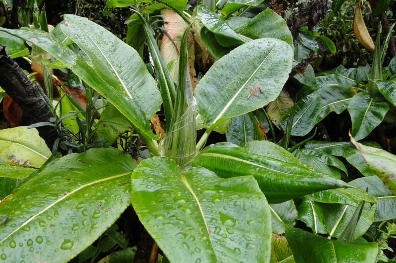 Rumex tolimensis, Ulloa 1994--Ecuador. Napo. Papallacta to Baeza. 1 Jun 2011. 376 (36).jpg