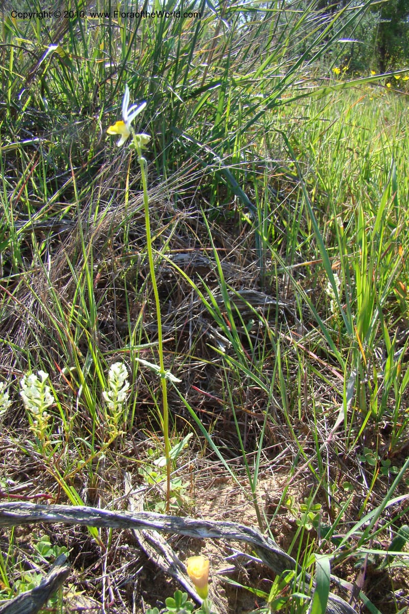 Nemesia cheiranthus, C. Davidson 11523--South Africa. Northern Cape. Papkuilsfontein. 25 Aug 09. 216 (6).jpg