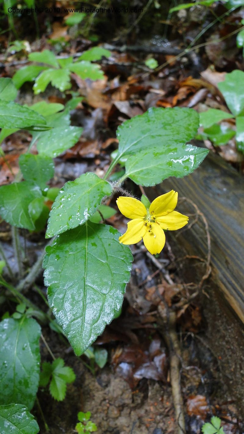 Chrysogonium virginianum, Mori 27435--North Carolina. Duke Forest. Gate 26. 24 May 2010. 149 (61).jpg