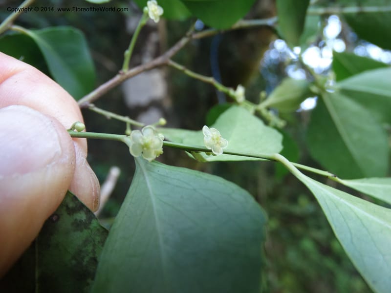 Maytenus acuminata, Davidson, C 12280--South Africa. Western Cape. Karatara River. 21 Jan 2014. DSC00950 (24).JPG