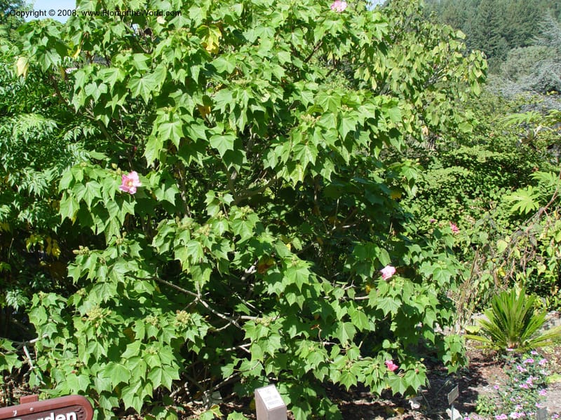 Hibiscus mutabilis, 62.1271--CA. UC Berkeley Bot. Garden. 19 Sep 03. 083.jpg