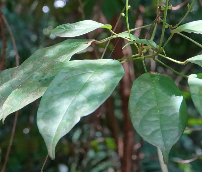 Thomandersia laurifolia, C. Davidson 13964--Gabon. Arb. Sibang. 5 Nov. 2018. DSC02235 (339).JPG