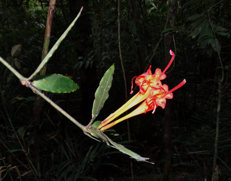 Aeschynanthus, Davidson, C 12736--Sabah. Mt. Kinabalu. Bundu Tuhan Trail. 11 Oct 2014. DSC04153 (41).JPG