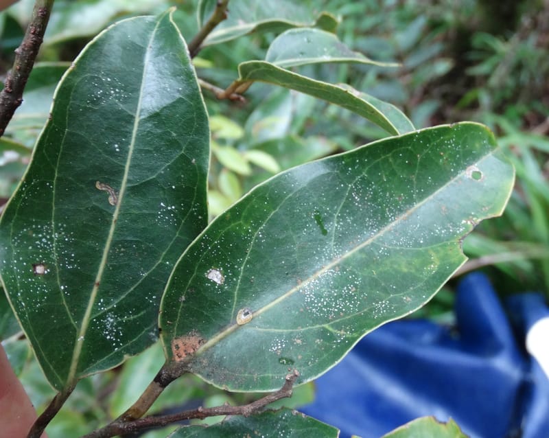 Cryptocarya turbinata, Munzinger, J 7359--Fiji. Waisali Rainf. Reserve. 4 Nov 2015. DSC08848 (113).JPG