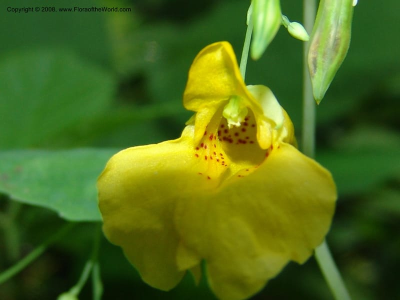 Impatiens noli-tangere--Georgia. Lagodekhi  Forest Reserve. 11 Jun 05. 033.jpg